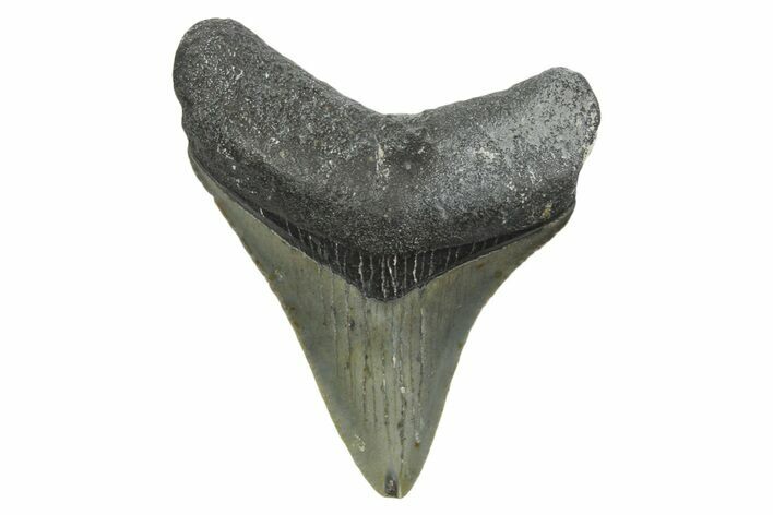 Juvenile Megalodon Tooth - North Carolina #348312